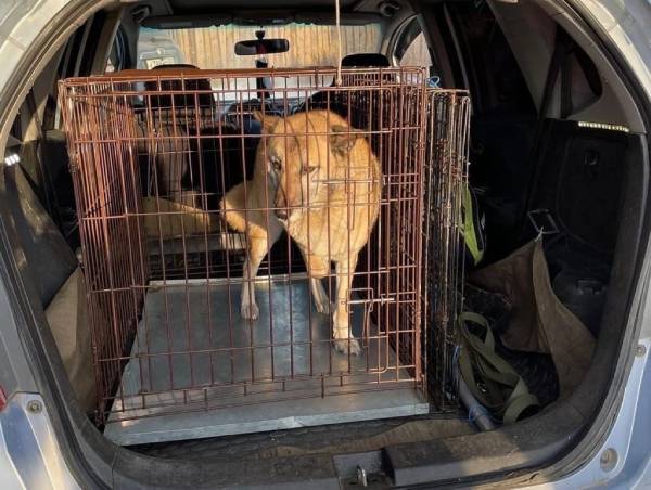 Мэрия Улан-Удэ выделит на отлов собак 33 млн 