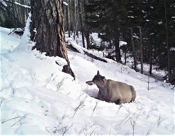 В Иркутской области засняли самку изюбря, принимающую солнечные ванны