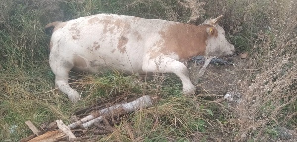 В районе Бурятии коровы облизывали дохлого быка на свалке