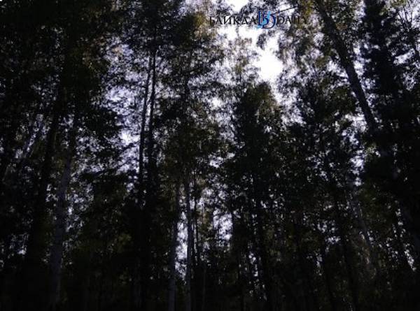 Заблудившаяся в лесу жительница Бурятии перенесла стресс