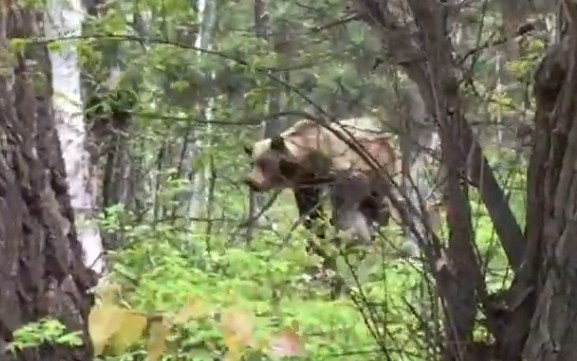 Житель Бурятии запечатлел медведицу с озорными медвежатами 