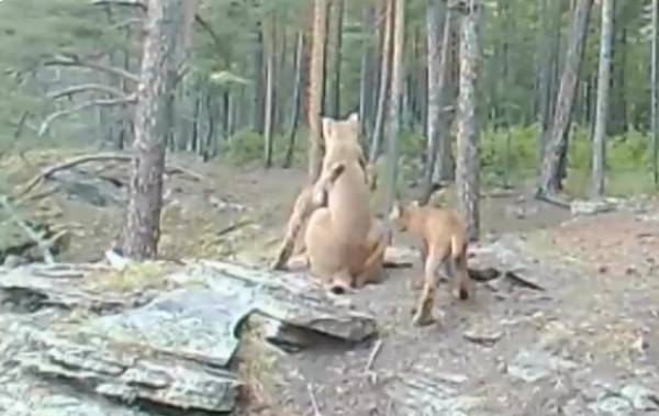 В Прибайкальском нацпарке на видео сняли семейство рысей