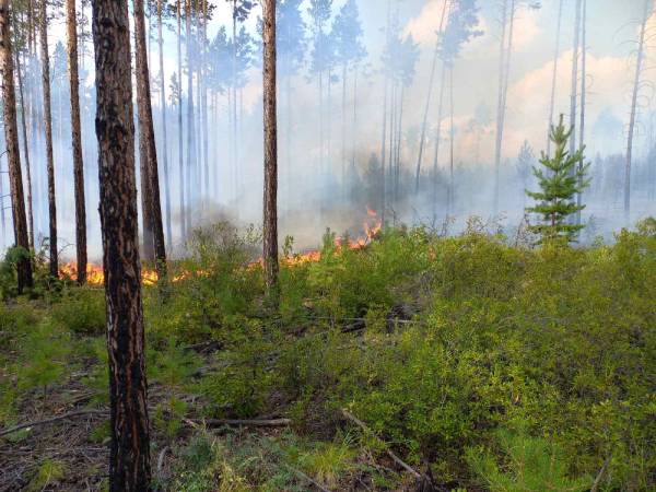 В Бурятии тушили лесной пожар в хвойном молодняке 