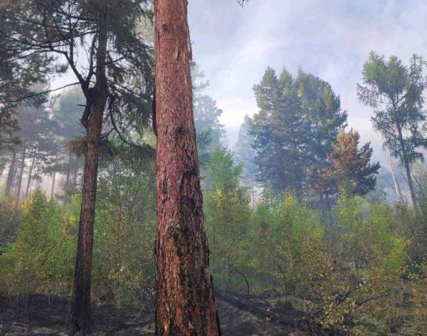 В Бурятии тушат сложный лесной пожар 