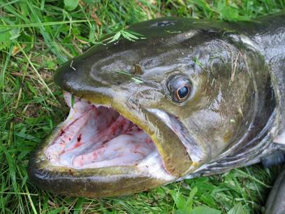 � ������� �������� �������