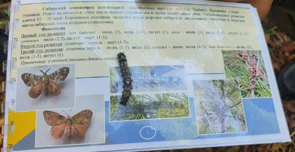 В Бурятии оценят численность сибирского шелкопряда