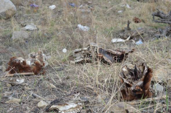 На пешеходной тропе в Улан-Удэ нашли коровьи головы  