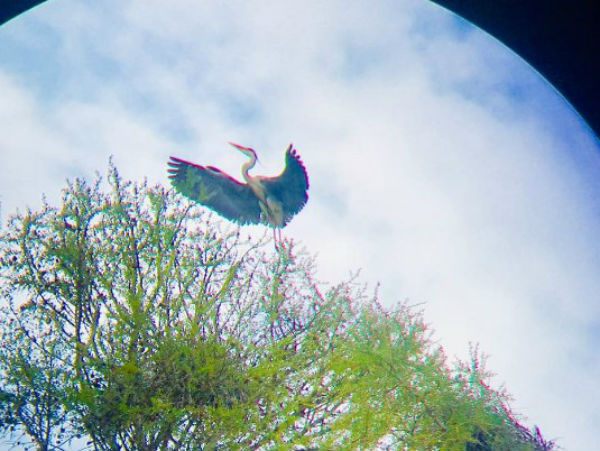 В нацпарк Бурятии прилетели серые цапли