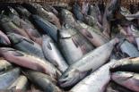 «Российская газета» ошибочно «разместила» рыбный рынок в Бурятии