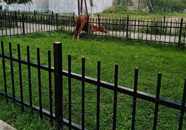 В Закаменске ещё одна лошадь повисла на заборе 