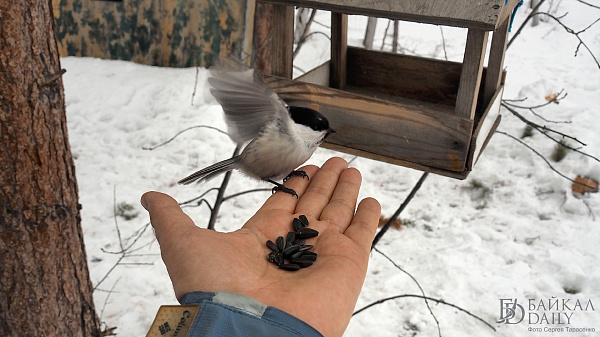 Акция по сбору корма для птиц проходит в Иркутске