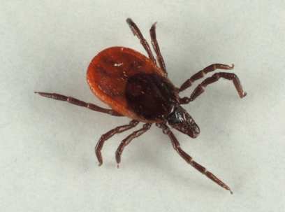 � ������� ����� �������� 53 ��������