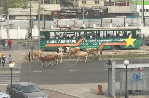 За выпас скота на улицах Улан-Удэ грозят штрафы 