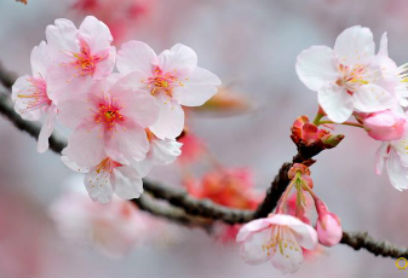 � ����������� ������ ������� �� 12 ��� �������� ������ 