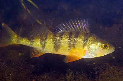 � ������� ����� � ������� ����� ����� ��-�� ����