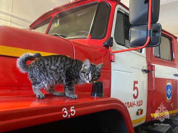 В улан-удэнской пожарной части поселился кот Валентиныч 