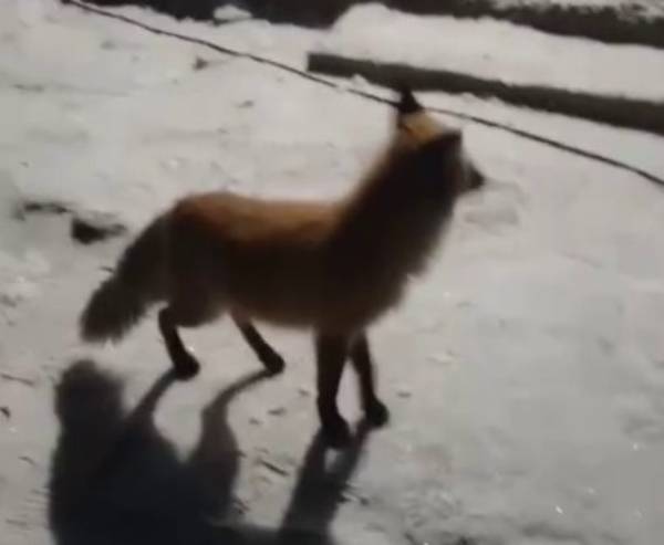 Жителей села в Бурятии призвали держаться подальше от бесстрашной лисы