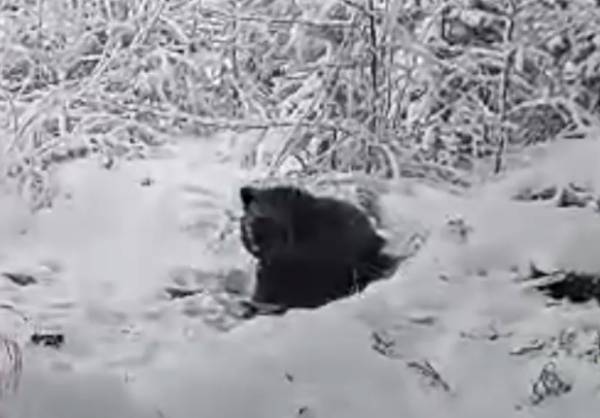 В Иркутской области полицейские ищут гуляющего по посёлку молодого медведя  