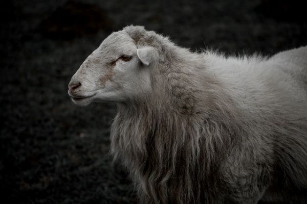 В Улан-Удэ праздник стрижки овец перенесли на другую дату 