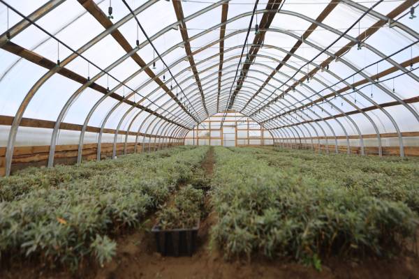 В Бурятии открыли цех по переработке облепихи