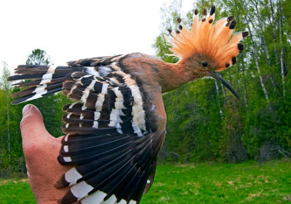 �� ������� ������������ ����������� ����