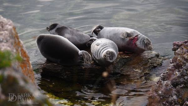 В Бурятии исследуют, как нерпы относятся к туристам 