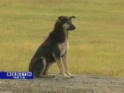 ����� ��� ������ �� ������ ������� - ���� ������ ���� ������� 