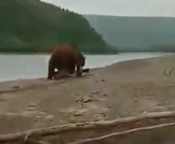 На Байкале спугнули медведя, поймавшего нерпу 