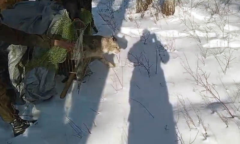 Рысь алтай. Пасть рыси. Рысь вышла к людям. Якутская рысь. Рысь на камчатке.