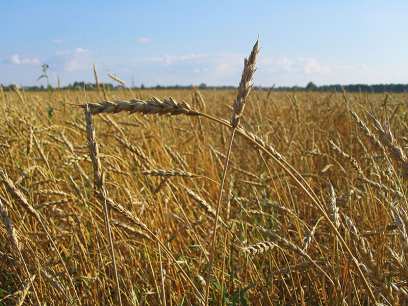 ������� �������� 30 ��������� �������