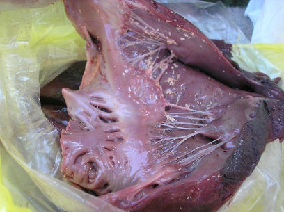 ����-������ ����� �� ����� ������� ������ � ��������� ��� 