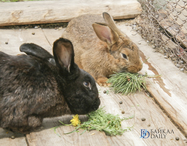 В Улан-Удэ начинает работу этнозоосад