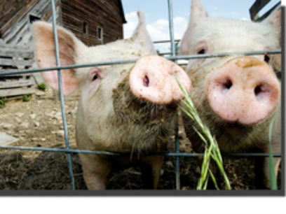 ������������� ���������-��������� ����������� � ������������� ��������� �������