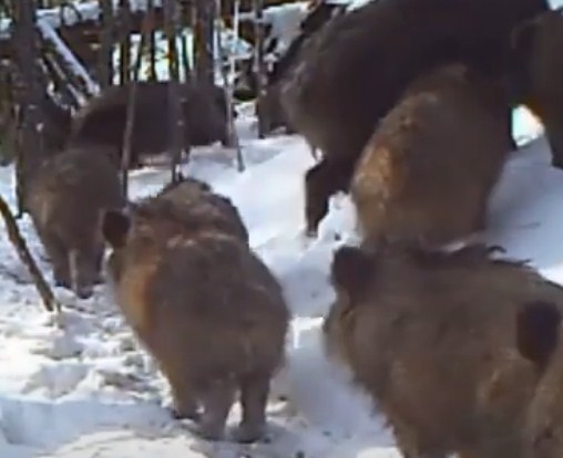 В Байкальском заповеднике, несмотря на метели и морозы, считают животных