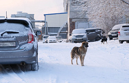 � �������� �������� ������������ ������ �����