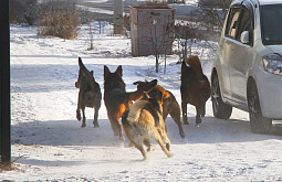 � ����-��� ������ ����� �� ���������