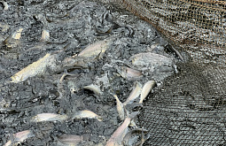 �������� � ������� ���������� ����� ����� ������� �� 8 ���