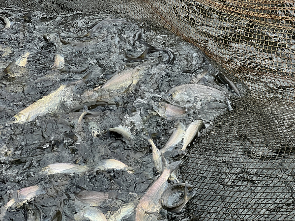 �������� � ������� ���������� ����� ����� ������� �� 8 ���