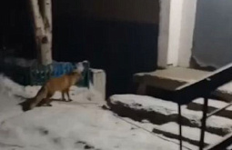 В Бурятии лисицы прогоняют бродячих собак