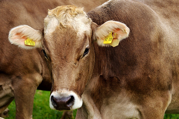 В Бурятии 383 семьи получили коров бесплатно