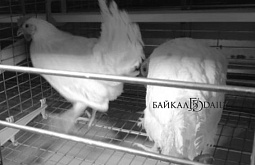 � ������ ������� ������ ������� 11 ���