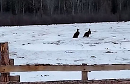 � �������� ������� ������� ������������� ����