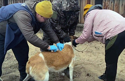 � ����-��� ���������� ���� �� ����������� ��������������� ���������