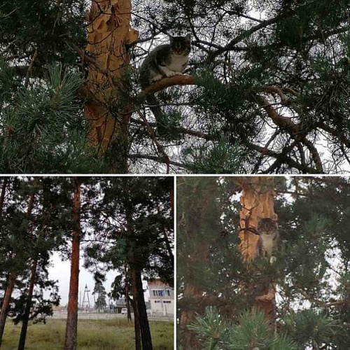Жители Бурятии переживают за застрявшего на дереве кота 