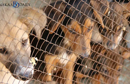 � ����-��� ����������� ����� ��������� ����� 