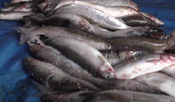 �� ������� ���������� ��������� ����� ����� 