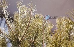 � ������� ������������ �� ����������� ���������� ���� �� �������