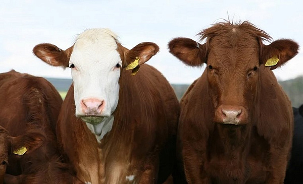 �������� ������� ����� ���������������� �� ������� 