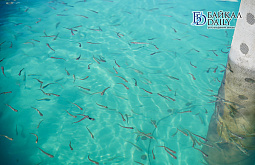 ���� ����� � ������� ������� ��������� �� ����