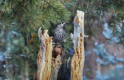 ���� �� ������� ��������� � �������� �������� �� ����� � �������� ����